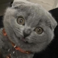 Scottish Fold, Kedi  Bihter fotoğrafı