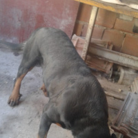 Rottweiler, Köpek  Melo fotoğrafı