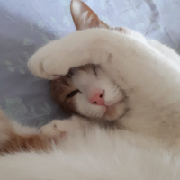 Sarman, Kedi  Alonso fotoğrafı