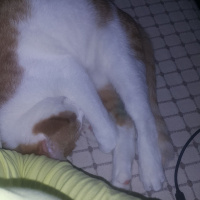 Sarman, Kedi  Alonso fotoğrafı