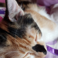 Tekir Kedi, Kedi  Minnak Cookie fotoğrafı