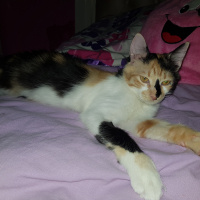 Tekir Kedi, Kedi  Minnak Cookie fotoğrafı