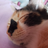 Tekir Kedi, Kedi  Minnak Cookie fotoğrafı