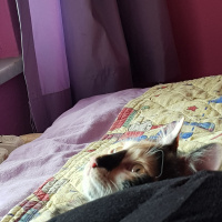 Tekir Kedi, Kedi  Minnak Cookie fotoğrafı