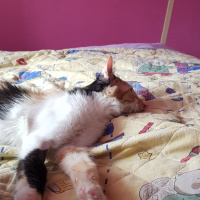 Tekir Kedi, Kedi  Minnak Cookie fotoğrafı