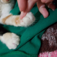 Tekir Kedi, Kedi  Minnak Cookie fotoğrafı