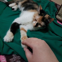 Tekir Kedi, Kedi  Minnak Cookie fotoğrafı