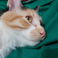 Tekir Kedi, Kedi  Minnak Cookie fotoğrafı