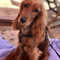 İngiliz Cocker Spaniel, Köpek  Venüs fotoğrafı