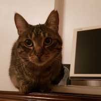 Tekir Kedi, Kedi  Kadfe fotoğrafı