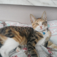 Tekir Kedi, Kedi  BONCUK fotoğrafı