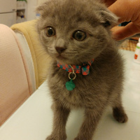 Scottish Fold, Kedi  Minnoş fotoğrafı