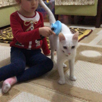 Van Kedisi, Kedi  Köpük fotoğrafı