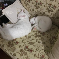 Van Kedisi, Kedi  Köpük fotoğrafı