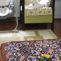 Van Kedisi, Kedi  Köpük fotoğrafı