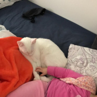 Van Kedisi, Kedi  Köpük fotoğrafı