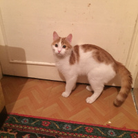 Sarman, Kedi  Bihter Kızıma ömürlük yuva arıyorum.. 05453749466 fotoğrafı