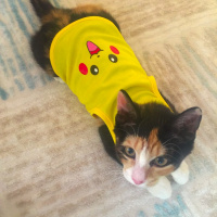 Tekir Kedi, Kedi  Maya fotoğrafı