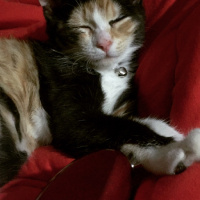 Tekir Kedi, Kedi  Maya fotoğrafı