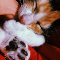 Tekir Kedi, Kedi  Maya fotoğrafı