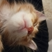Sarman, Kedi  Venüs fotoğrafı