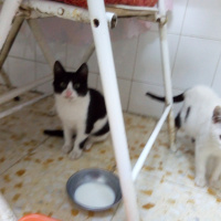 Tekir Kedi, Kedi  Cingöz fotoğrafı