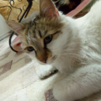 Van Kedisi, Kedi  Kaçak fotoğrafı