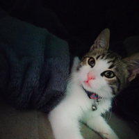 Tekir Kedi, Kedi  Charlie fotoğrafı