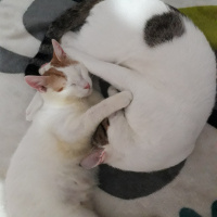 Tekir Kedi, Kedi  şero fotoğrafı