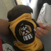 Alman Çoban Köpeği, Köpek  Rodi fotoğrafı