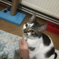 Tekir Kedi, Kedi  Gofret fotoğrafı