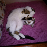 Tekir Kedi, Kedi  Gofret fotoğrafı