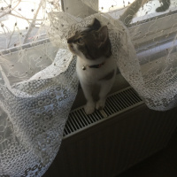 Tekir Kedi, Kedi  Gofret fotoğrafı