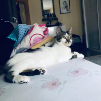 Tekir Kedi, Kedi  Gofret fotoğrafı