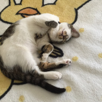 Tekir Kedi, Kedi  Gofret fotoğrafı