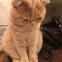 Scottish Fold, Kedi  Latte fotoğrafı