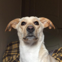 Jack Russell Terrier, Köpek  Raven fotoğrafı