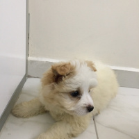 Maltese, Köpek  Maya fotoğrafı