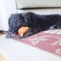Sokö (Sokak Köpeği), Köpek  Waffle fotoğrafı