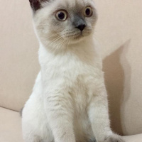 Birman, Kedi  Leo fotoğrafı