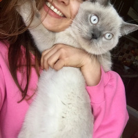 Birman, Kedi  Leo fotoğrafı