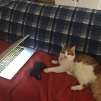 Sarman, Kedi  Venüs fotoğrafı