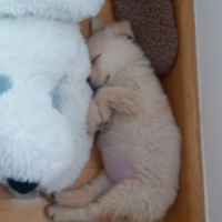 Golden Retriever, Köpek  Fluffy fotoğrafı