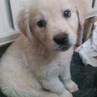 Golden Retriever, Köpek  Fluffy fotoğrafı