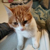 Manx, Kedi  Maya fotoğrafı