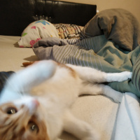 Manx, Kedi  Maya fotoğrafı