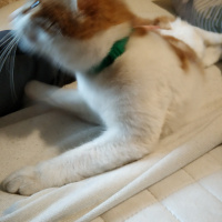 Manx, Kedi  Maya fotoğrafı