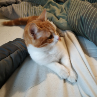 Manx, Kedi  Maya fotoğrafı