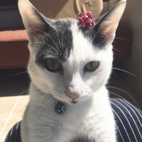 Tekir Kedi, Kedi  Osman fotoğrafı