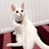 Ankara Kedisi, Kedi  Mişa fotoğrafı